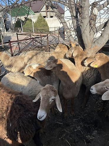 Баран, овца: Продаю | Овца (самка) | Для разведения — 6