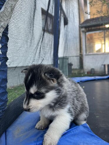 Psi: Sibirsky haski štenci - Leglo prelepih štenaca sibirskog haskija na lalafo.rs — 8 Psi: Sibirsky haski štenci - Leglo prelepih štenaca sibirskog haskija — 8