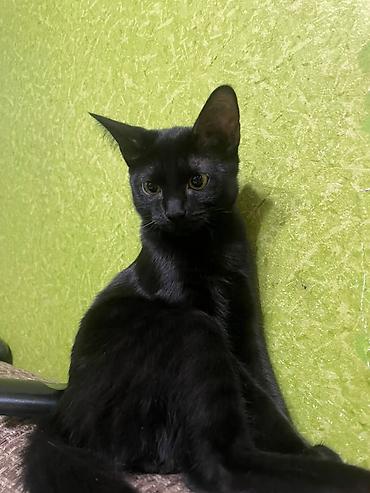 сфинксы: Кошка даром: Беспородная, 4 месяца, Девочка, Приучена к лотку — 4