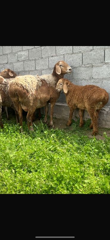 Бараны, овцы: Продаю | Овца (самка), Ягненок | Арашан | На забой, Для разведения
