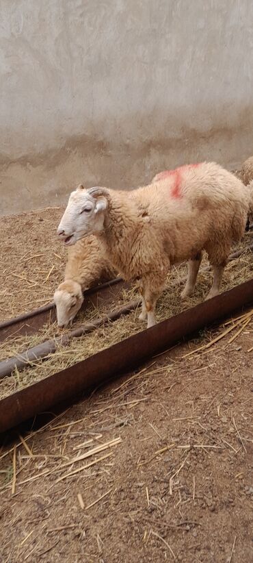Qoyunlar, qoçlar: Erkək, il: 7, 55 kq, Ətlik, Ünvandan götürmə — 14
