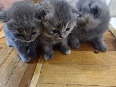 Pişiklər: Britan, Dişi, Yaxşı əllərə, Pulsuz çatdırılma — 12