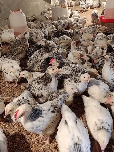 Toyuqlar: ‼️ Serebrist Colpaları 2 aylığ tam sağlam iri və yumurtalığ — 9