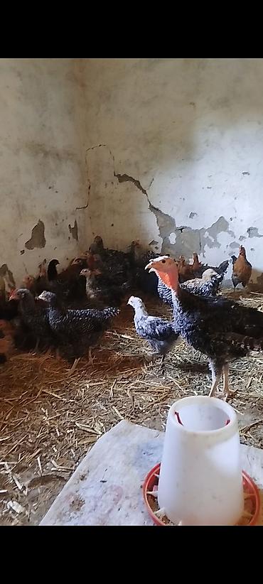 quslar haqqinda melumat: 3 aylığın keçmiş təmiz seçmə kənd çolpaları satılır, tam sağlam — 3