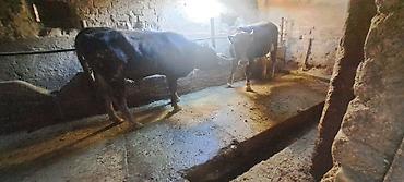 алатоо коровы: Продаю | Бык (самец) | На откорм | Привязанные — 2