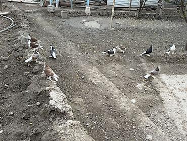 papuqay type 0: Delfinler satilir ciddi alicilar yazsin — 1