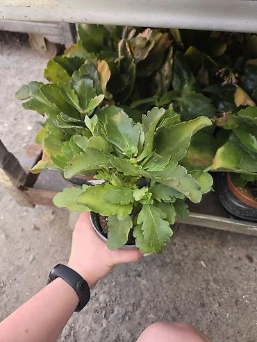 каланхоэ: Каланхоэ (домашний суккулент) в горшке - Компактный куст с плотными — 2