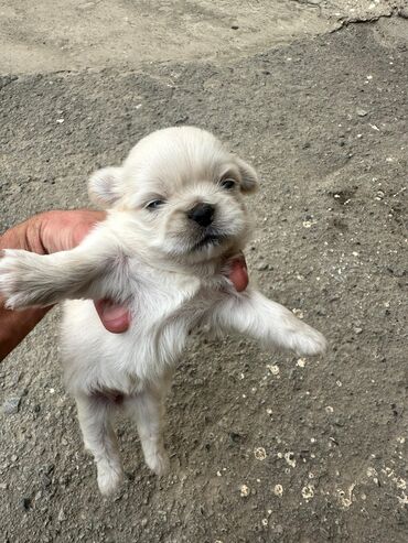 itler alabay: Pekines, 1 ay, Dişi, Peyvəndli, Ünvandan götürmə, Rayonlara çatdırılma