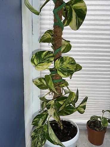 Аглаонемы: 1) сциндапсус расписной 500(с опорой металическая) 2) эпипрмиум — 2