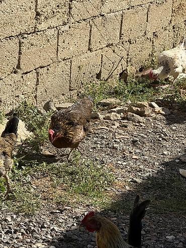 brama toyuqları: Məhsul: Qarışıq cins ev quşları sürüsü Təsvir: - Şəkillərdə müxtəlif — 8