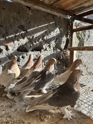 Птицы: Продаю голубей!!!! На фото представлены голуби разных пород. Цены на — 1