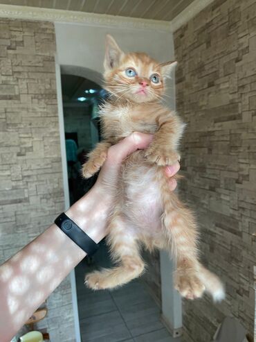 американская вислоухая кошка: Кошка даром: Беспородная, Девочка