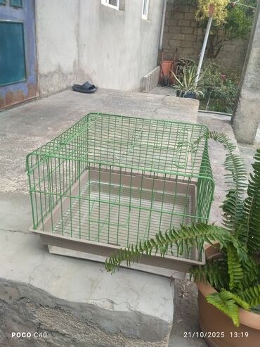 купить клетку для морской свинки: Heyvan qefesi yaşıl metal karkaslı, plastik altlıqla. Xüsusiyyətlər lalafo.az -da купить клетку для морской свинки: Heyvan qefesi yaşıl metal karkaslı, plastik altlıqla. Xüsusiyyətlər