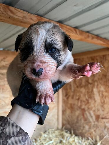 Продажа собак: Щенки (малыши на фото) - Возраст: совсем маленькие, уже открыли — 5