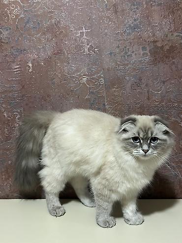 Кошки: Шотландская длинношерстная, Платная доставка — 1