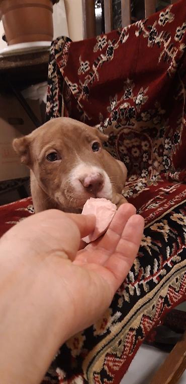 İtlər: Pitbul — 2