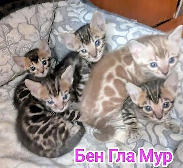 Продажа кошек: Бенгальская, 2 месяца, Девочка, Приучена к лотку, Проглистована, С документами — 25