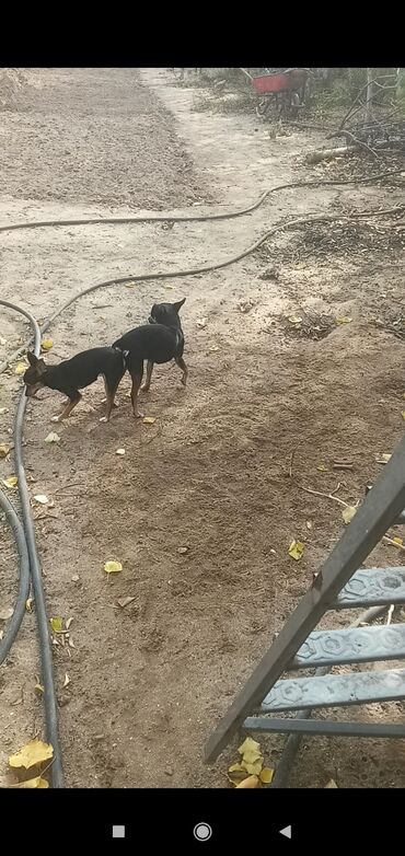 İtlər: 2 ay, Erkek, Peyvəndli, Pulsuz çatdırılma, Ödənişli çatdırılma, Rayonlara çatdırılma — 10