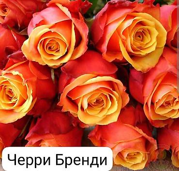 сельдерей кыргызча: Корни роз — 9