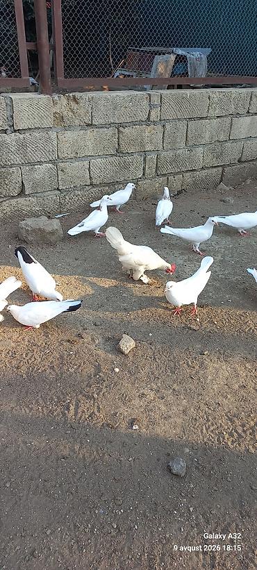 Unvan Lənkəran.Bakıya 20yanvara və bəzi rayonlara çatdırılma