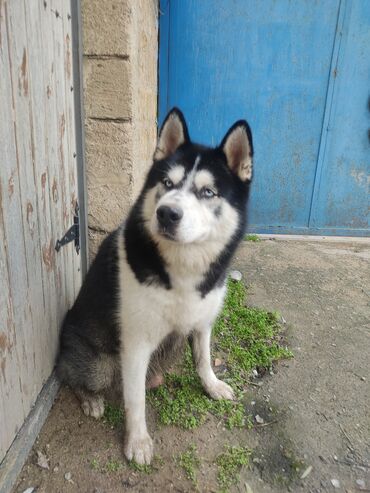 İtlər: Xaski, 1 ay, Erkek — 9