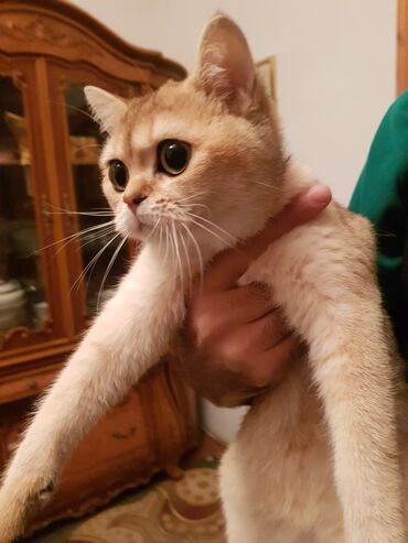 Pişiklər: Qızıl şinşilla, Erkək, Dişi — 2