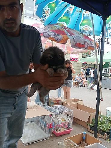 İtlər: Pekines, Sənədli — 10