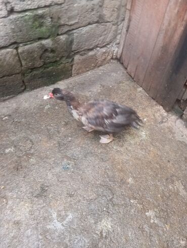 Digər quşlar: Salam. 4 ədəd erkək lal ördək satılır. 4 aylıq iri quşlardır. Düzdü — 8