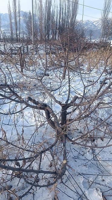 обработка плодовых деревьев: Профессиональная обрезка плодовых деревьев и формировка кроны - — 5