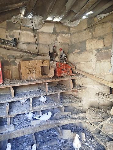 heyvan satisi sayti: İynəsi,dəyirmanı edilmiş xoruz,fərə yaponkalar.Satilir vəya başqa sort — 1