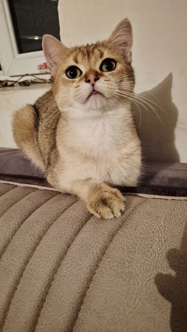 Pişiklər: Qızıl şinşilla, Erkək, Cütləşmə üçün — 4