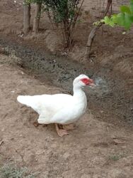 Ördəklər: Ördəklər — 7