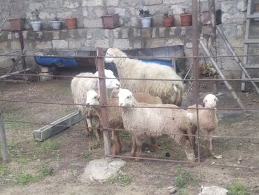 Qoyunlar, qoçlar: Satış: Qoyun və quzular Təsvir: - Ev şəraitində saxlanılan — 10