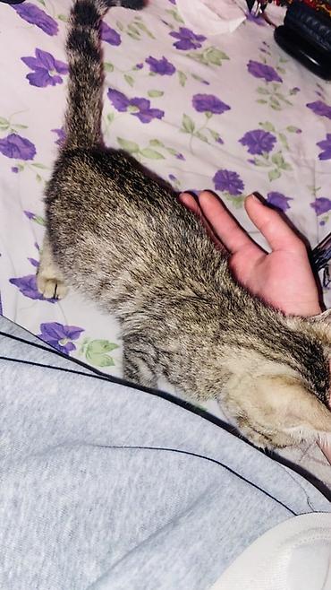 возьму кошку в добрые руки: 3 месяца, Девочка, Метис — 2