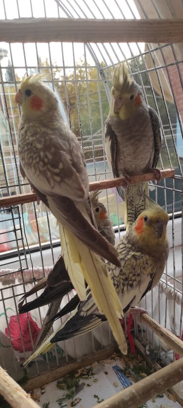 Tutuquşları: Nimfa (cockatiel) tutuquşuları – müxtəlif rəng mutasiyaları ilə - — 1