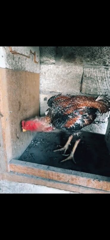 Xoruzlar: Məhsul: Uzunboyun, möhkəm ayaqlı, sərt bədən quruluşlu döyüş tipli — 4