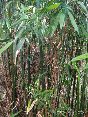 Декоративные деревья: Бамбук для сада и удочек. Саженцы. Идеален для изготовления удочек — 10