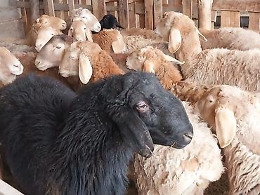 Баран, овца: Продаю | Баран (самец) | Для разведения | Матка — 6