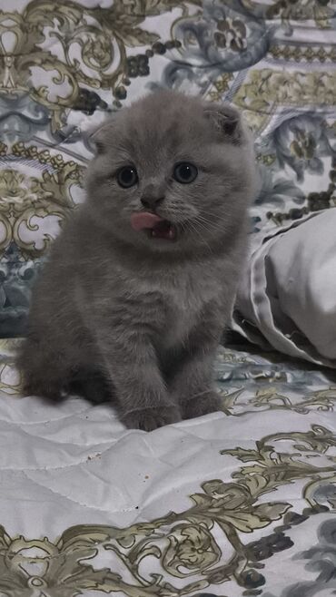 Pişiklər: Dişi, Erkək, Yaxşı əllərə, Ünvandan götürmə -da lalafo.az — 20 Pişiklər: Dişi, Erkək, Yaxşı əllərə, Ünvandan götürmə — 20