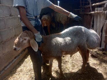 кой беловодский: Продается кочкор,полукровка. цена договорная at lalafo.kg кой беловодский: Продается кочкор,полукровка. цена договорная