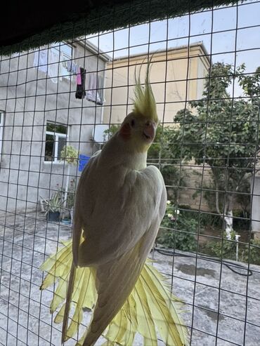 Tutuquşları: Açıq rəngli, qanadları sarımtıl olan bu gözəl tutuquşu yeni sahibini