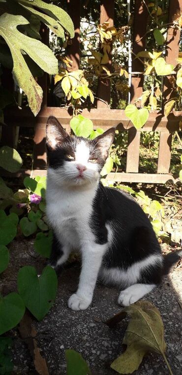 Mačke: Male mace NA POKLON! Idealna prilika za sve koji žele kućnog — 26