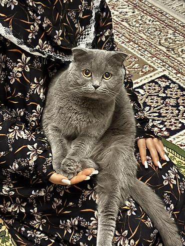 pişik geyim: Şotland, Erkək, Cütləşmə üçün — 3