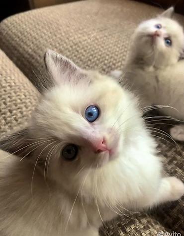 Pişiklər: Ragdoll cinsli balaca pişiklər - Cins: Ragdoll (sakit, mehriban və — 2