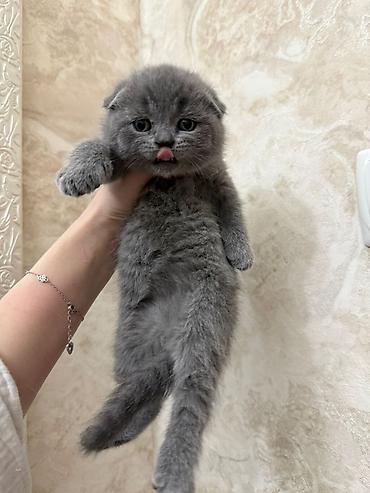 вет: Ит кууту: Скотиш Фолд (Шотландиялык шалпаң кулак), Эркек, 4 жаш, Документтери менен, Көгүлтүр — 10