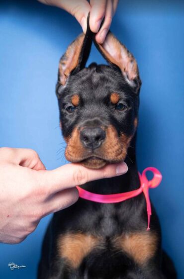 pomeranac crni cena: Odgajivačnica dobermana Armageddon Angels predstavlja novo leglo