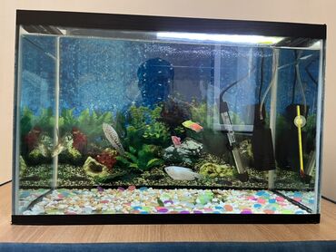 Akvariumlar: Dördbucaq akvarium, Balıqlarla birlikdə, 70 l, Ödənişli çatdırılma