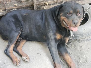 Продажа собак: Ротвейлер, 2 года, Самец — 6