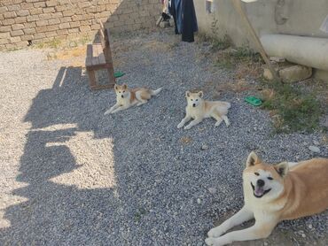 akita inu baku: Akita-inu, 6 ay, Dişi