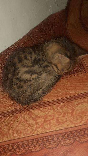 где можно взять кошку бесплатно: Кошка даром: Беспородная, 1 месяц, Девочка — 2